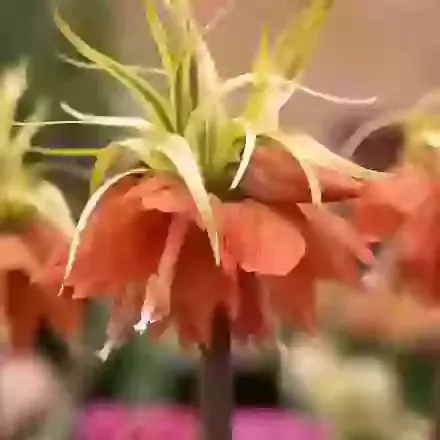 Imperialis Aureomarginata